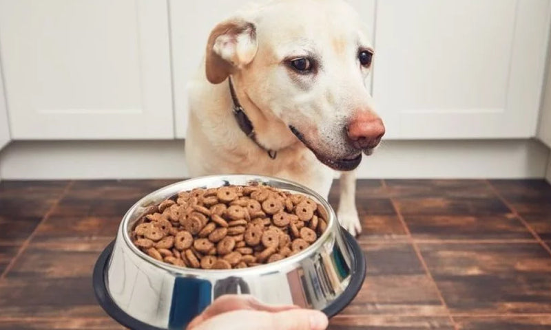 A Deeper Look at Dog Food Recalls