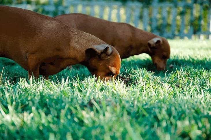 Two smooth brown coat Dachshunds sniffing grass