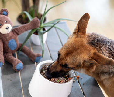 German Shepherd devouring Kabo fresh cooked beef recipe from white bowl