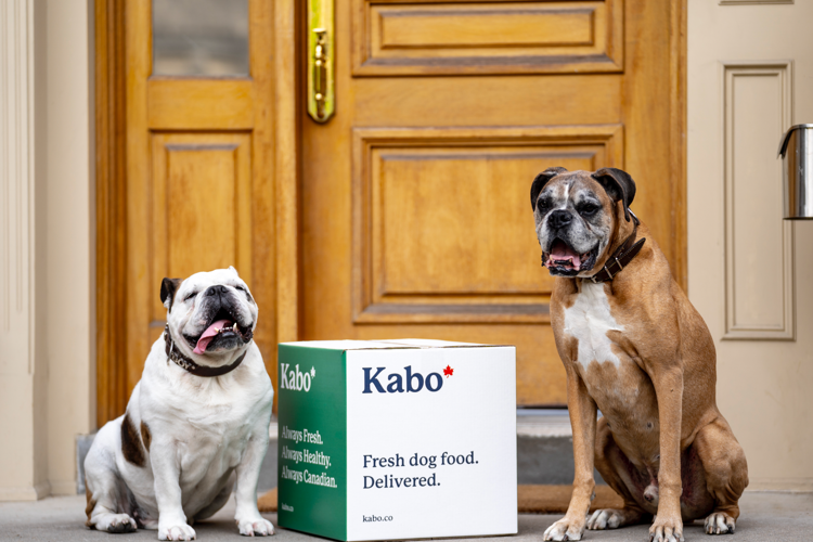 Pitbull and Boxer sitting beside Kabo delivery box on doorstep