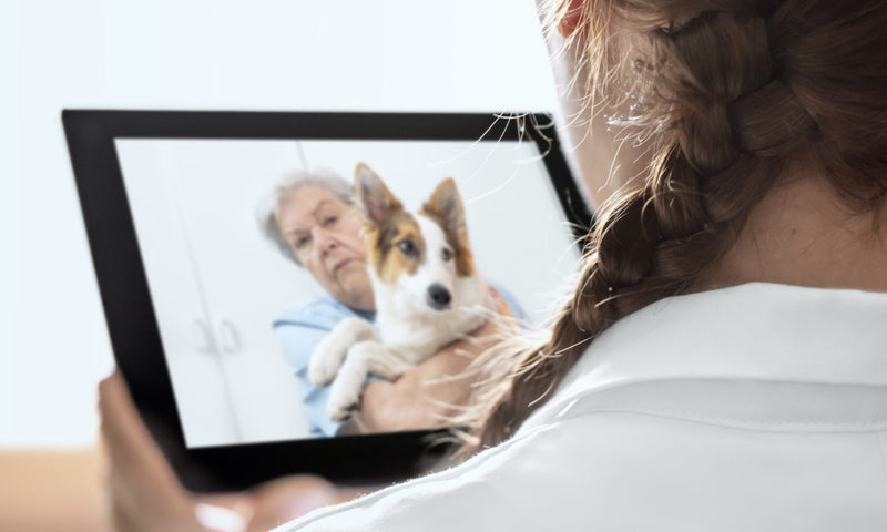 Vet taking consultation with pet owner through tablet