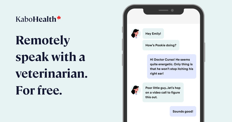 Kabo Health graphic illustrating vet consultation