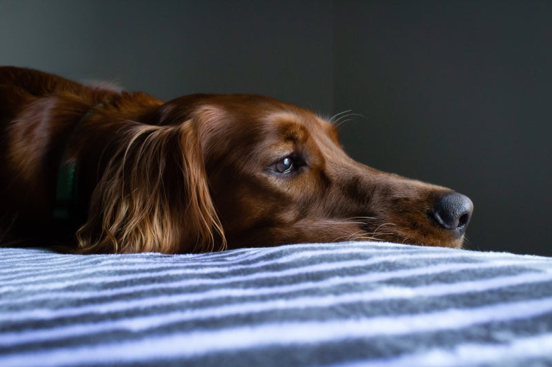Golden Retriever low in energy laying down on plaid patterned bed