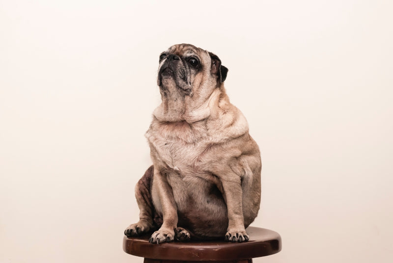 Older pug sitting on a stool with cream background