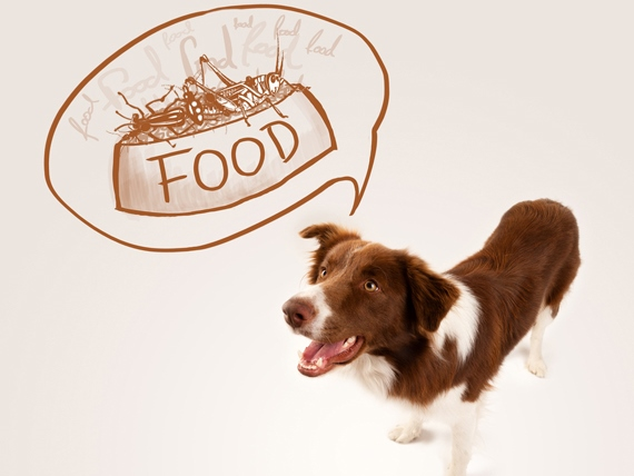 Australian Shepherd dreaming about food