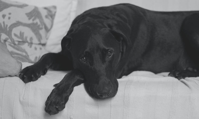 Black Labrador laying on the couch in distress