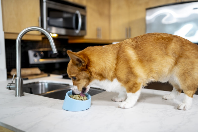 Corgi eating Kabo fresh cooked meals on kitchen counter