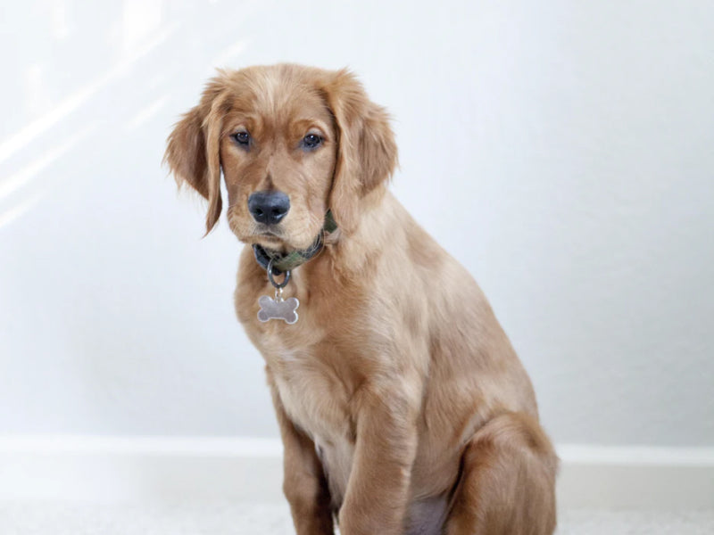 Golden Retriever sitting looking concerned