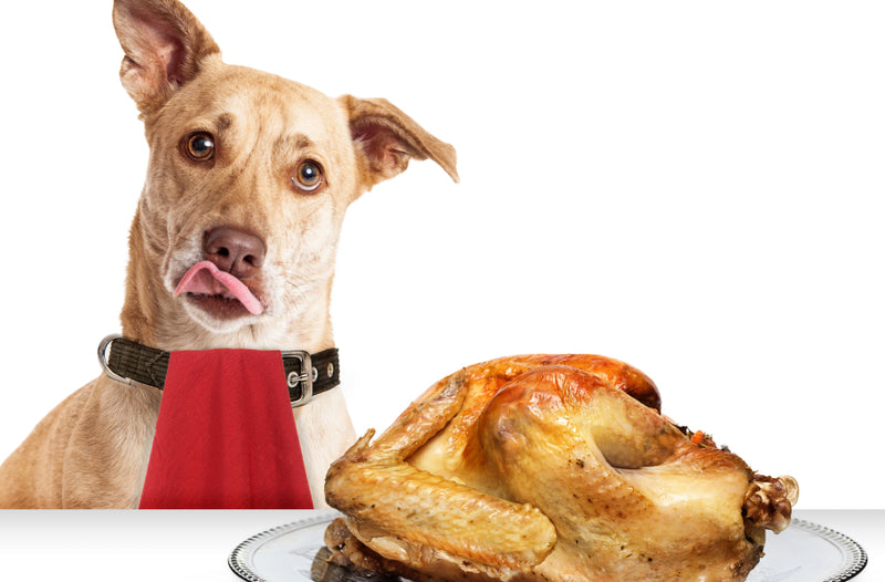 Pharaoh Hound sitting in front of a whole turkey licking its lips