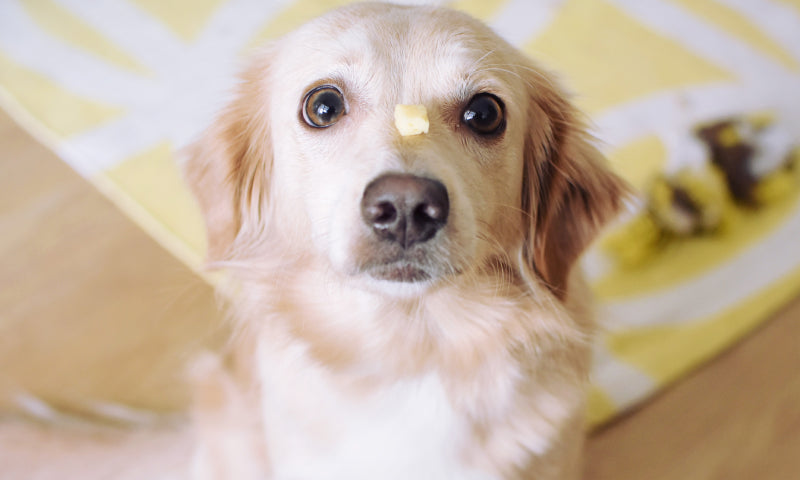 Golden Retriever sitting with cheese balancing on muzzle