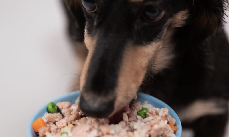 Black and brown long haired dachshund eating Kabo gently cooked chicken meal