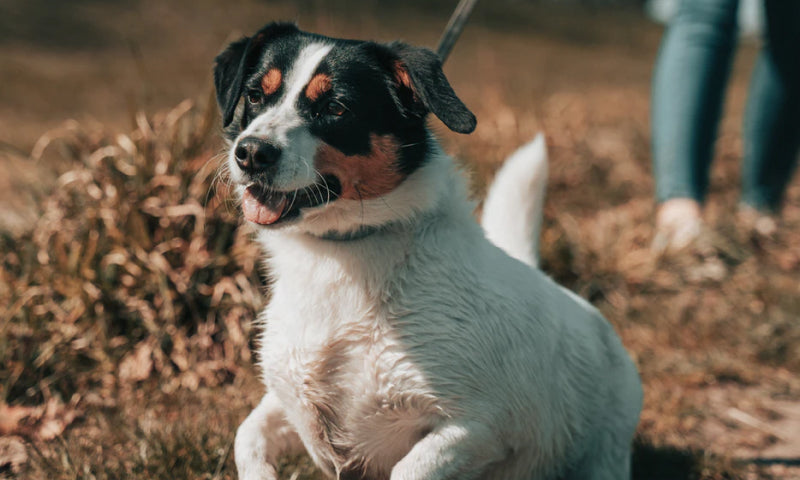 Appenzeller Sennenhund on leash walking through grass