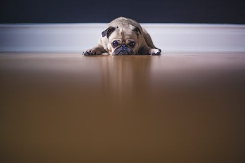 Pug puppy splooting on hardwood floor looking lethargic