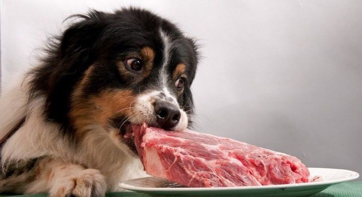 Border Collie being sneaky, trying to carefully eat the raw steak without being noticed