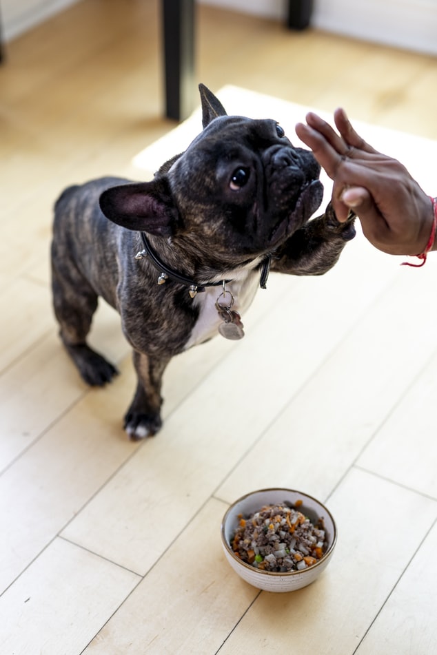 Brindle frenchie puppy giving high five to owner sitting in front of Kabo fresh cooked food in living room