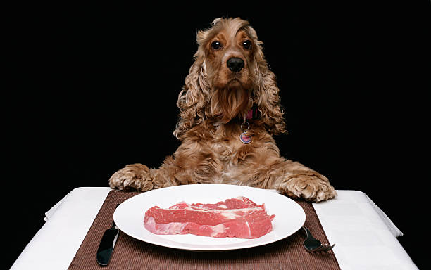 Brown Cocker Spaniel sitting at a dinner table, paws up with a raw steak on a plate