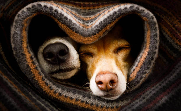 Two dogs sleeping in grey and orange blanket