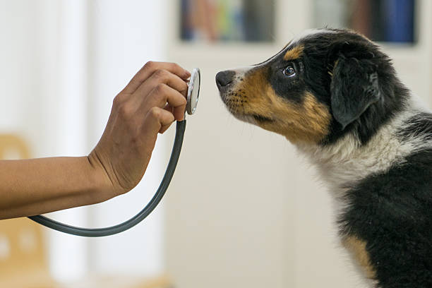 Australian Shepherd puppy sniffing stethoscope as the vet tries to take it’s heartbeat