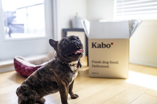 Frenchie sitting in front of Kabo fresh dog food box