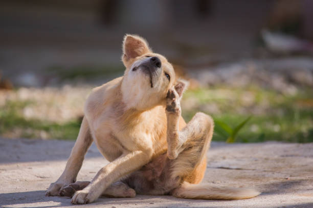 Golden Retriever puppy scratching with hind leg on sidewalk on a sunny day.