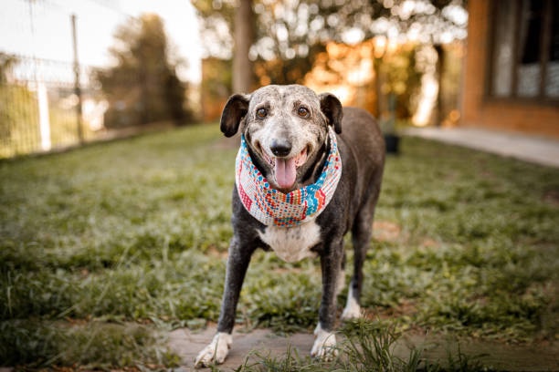 Senior Whippet with Aztec scarf around neck, standing in a grass with his tongue out