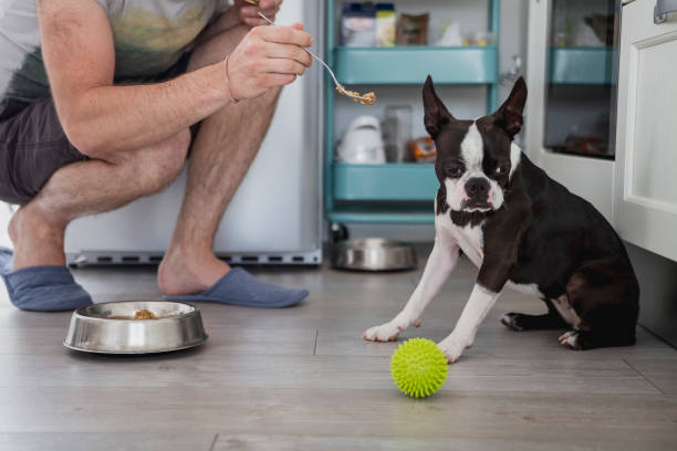 Boston Terrier refusing food being fed to him on a spoon by his owner