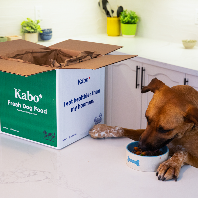 A guide to nutrition and digestion in dogs