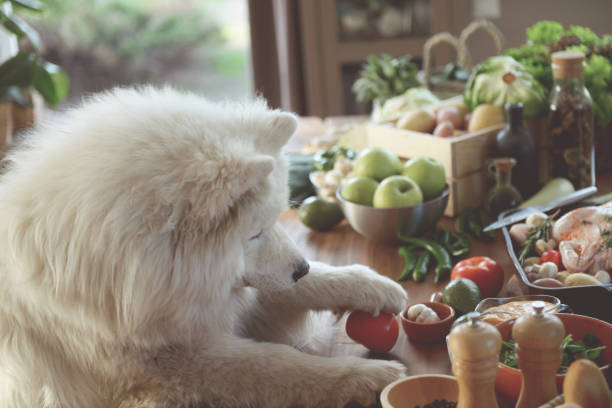 Fruits and veggies that are safe or toxic for dogs