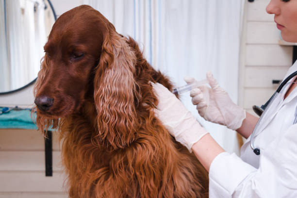 Dog getting vaccine at vet office