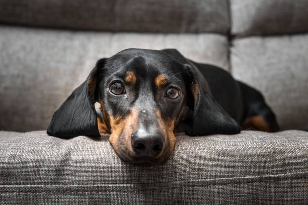 How nutrition can help with urinary diseases in dogs