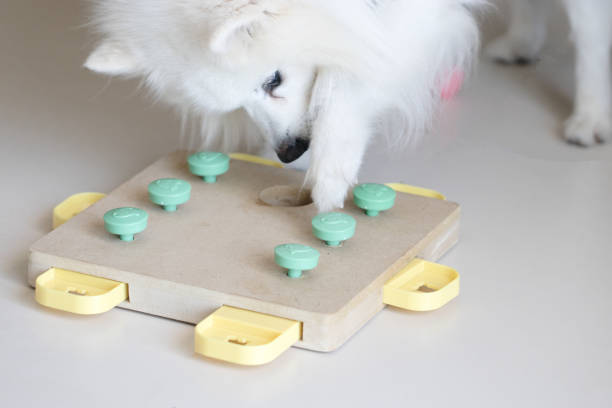 5 interactive puzzle toys for dogs