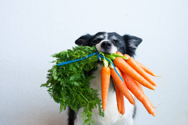 Plant based dog food has high mineral digestibility, study says