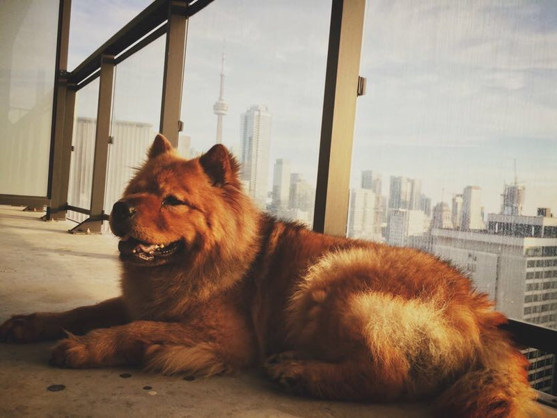 The Dogs of Kabo: The One Who Started it All