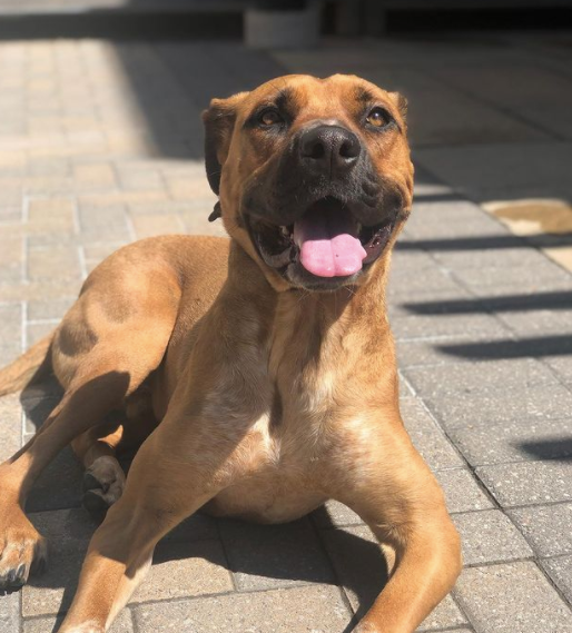 The Dogs of Kabo: Bubba