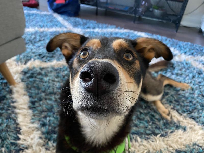 The Dogs of Kabo: Attis