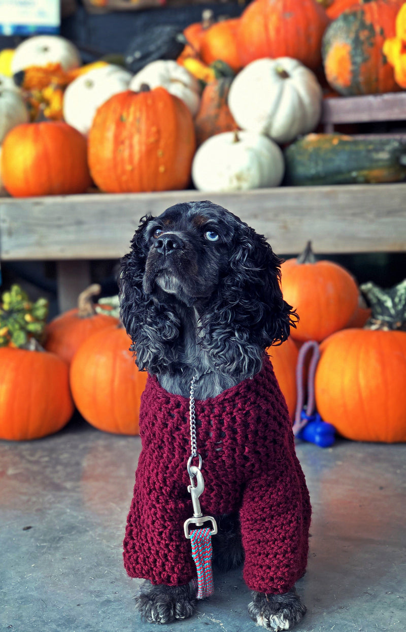 The Dogs of Kabo: Rio