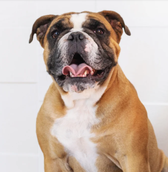 The Dogs of Kabo: Milos