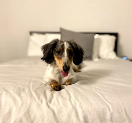 The Dogs of Kabo: Herbert