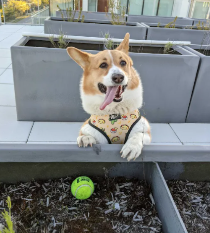 The Dogs of Kabo: Spencer