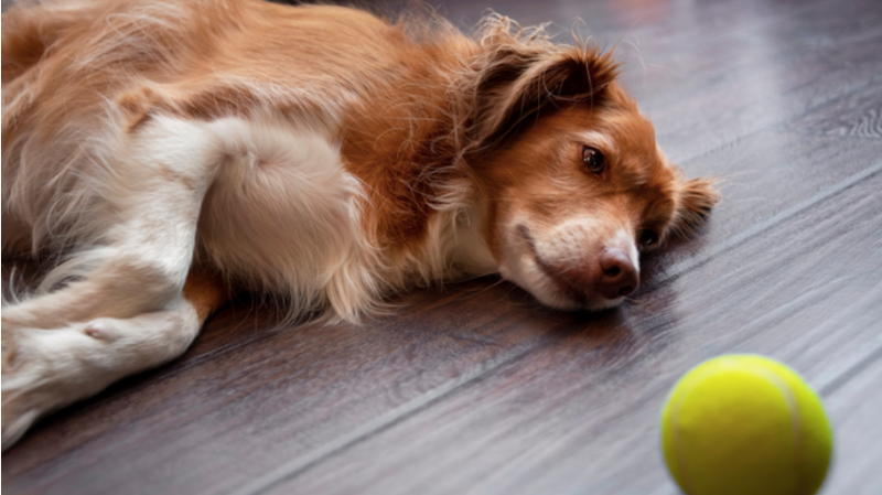 Dog laying on floor staring at a ball