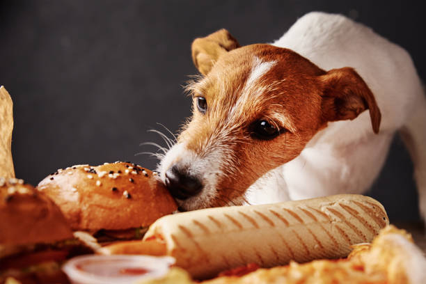 Jack Russel sniffing human food
