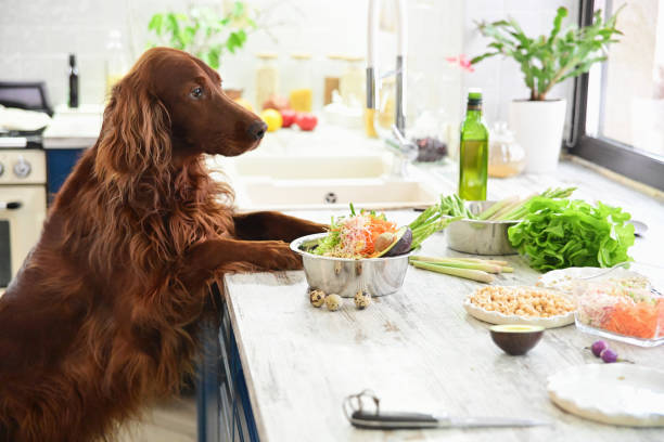 Dog looking at vegetables on the kitchen counter