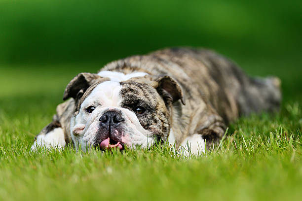 Bulldog laying in the grass