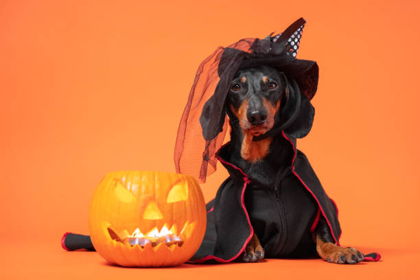 dachshund dressed as a witch for halloween