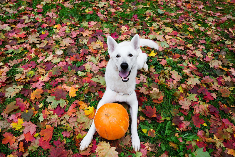 Tricks and Treats: Pumpkin For Dog Digestive Health