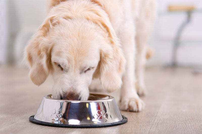 Canine Gastrointestinal Health Tips for Dogs With Sensitive Stomachs