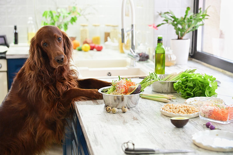 Diets for Dogs with Cancer
