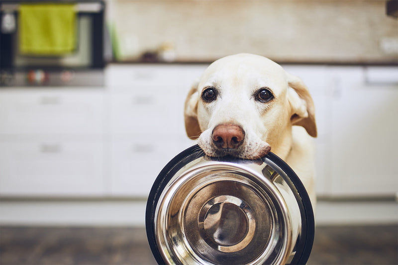 Diets for Dogs With Hip Dysplasia