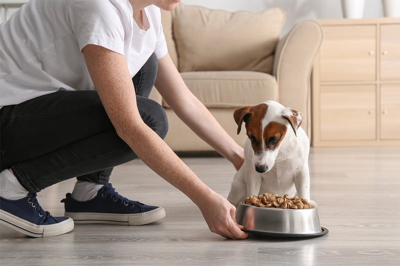 Diets for Dogs With Pancreatitis