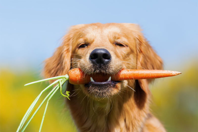 Dog Nutrition: Types of Dog Diets Ultimate Guide